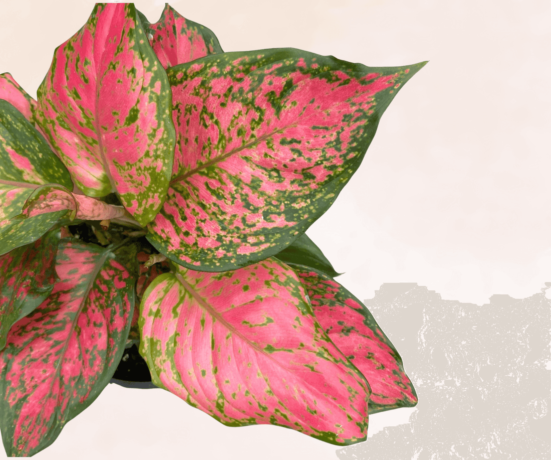 Aglaonema Pretty Woman - Ladybird Nursery