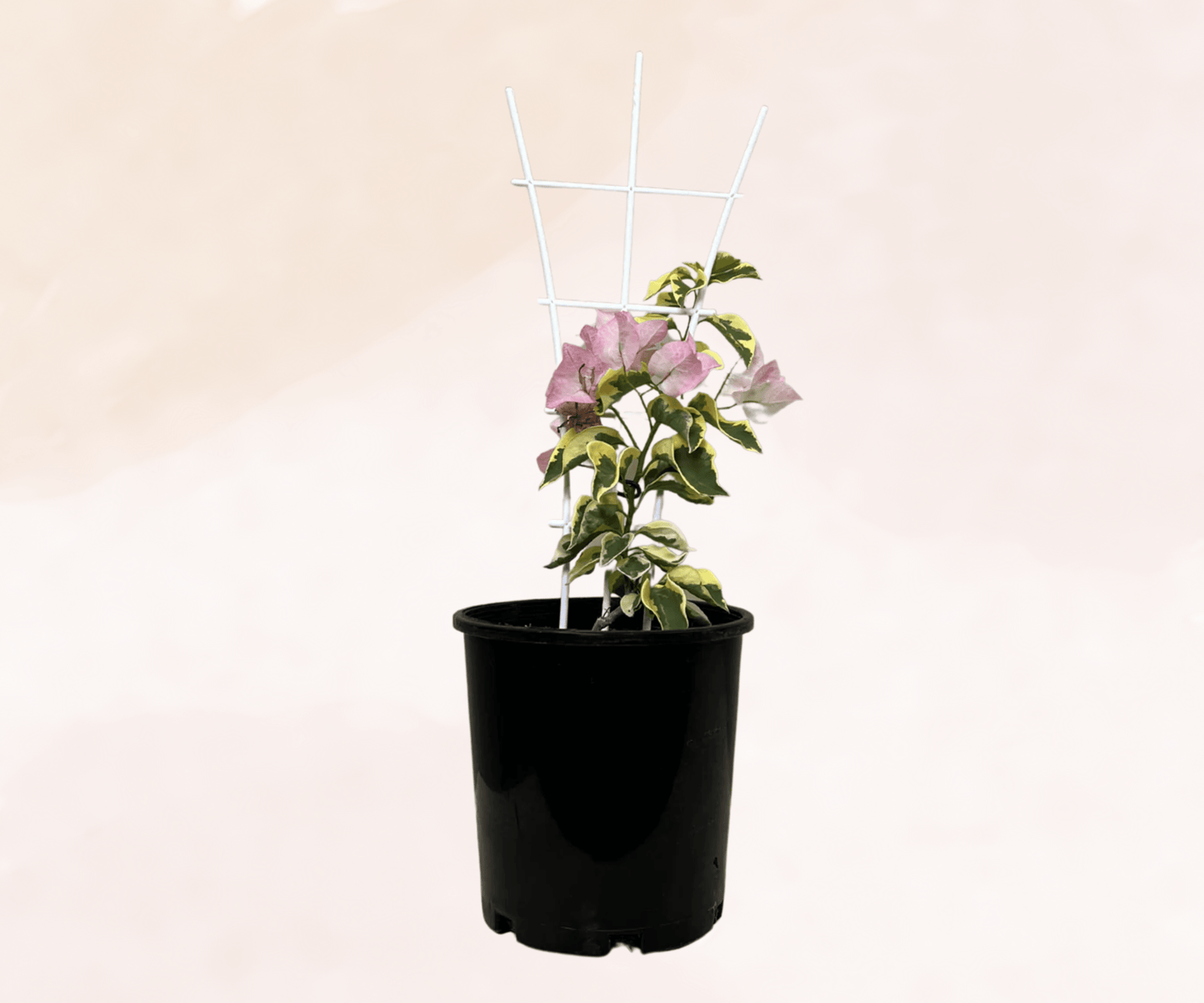 Arora Bougainvillea (Bougainvillea Bambino™)