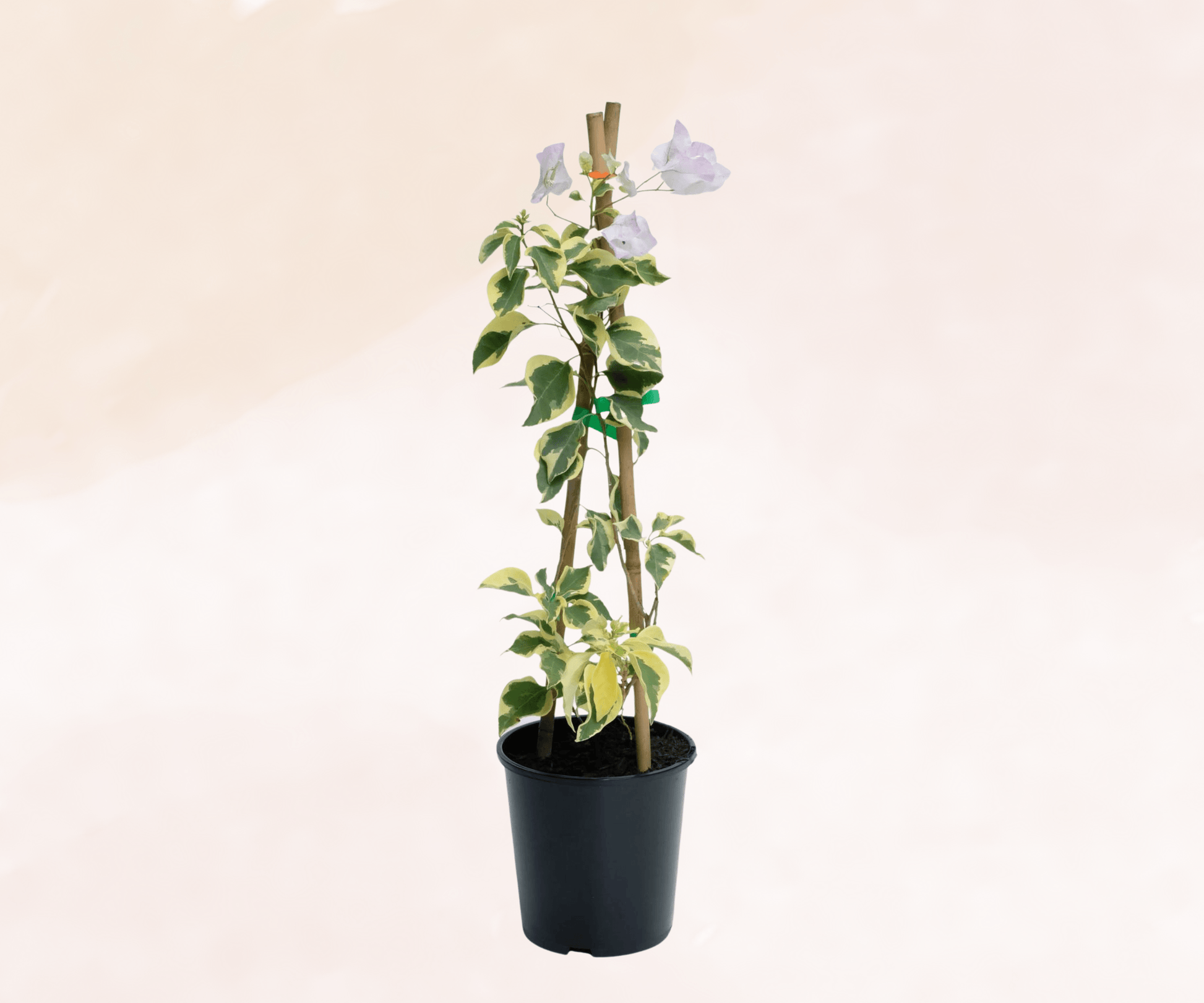 Arora Bougainvillea (Bougainvillea Bambino™)