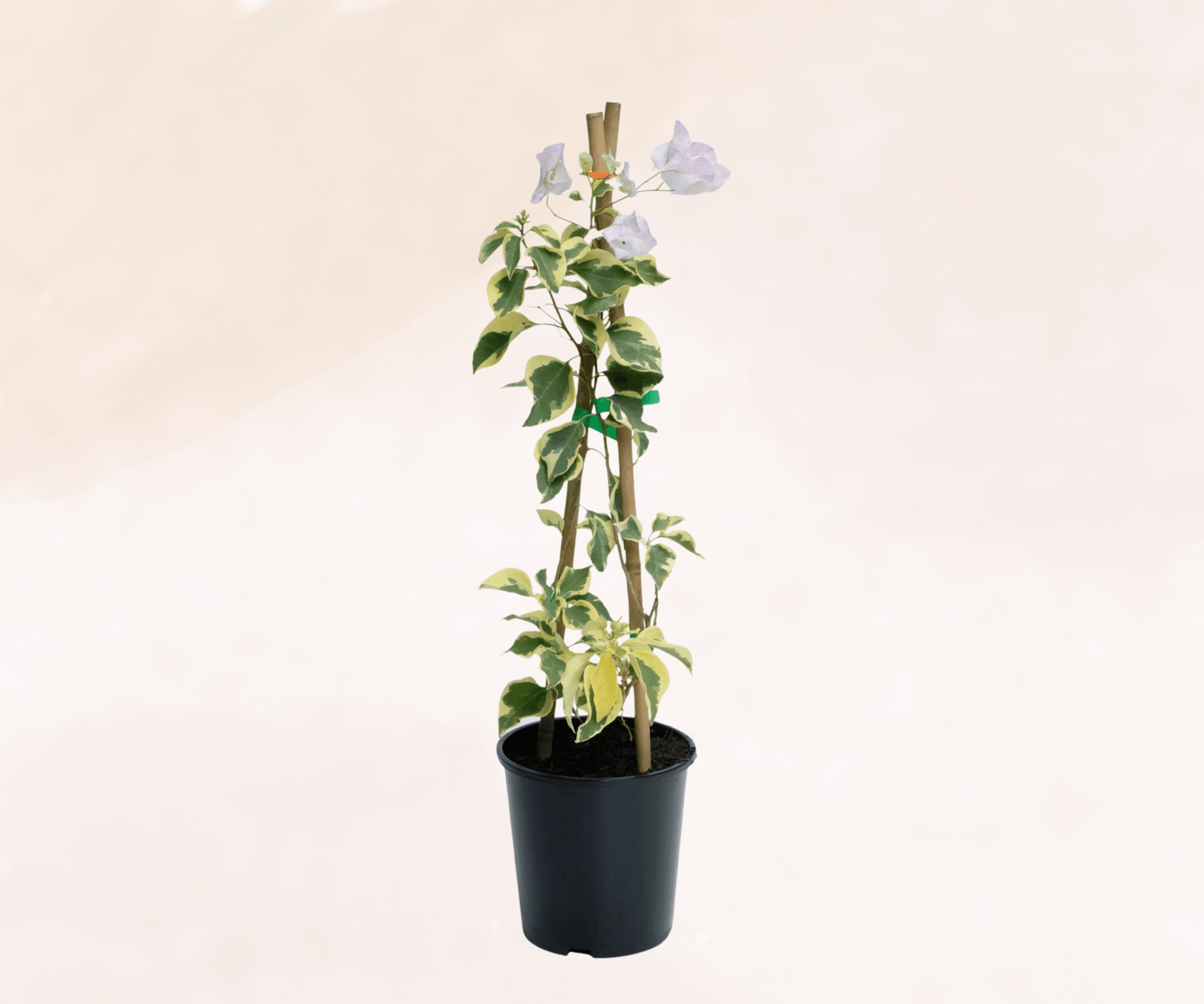 Arora Bougainvillea (Bougainvillea Bambino™) - Ladybird Nursery
