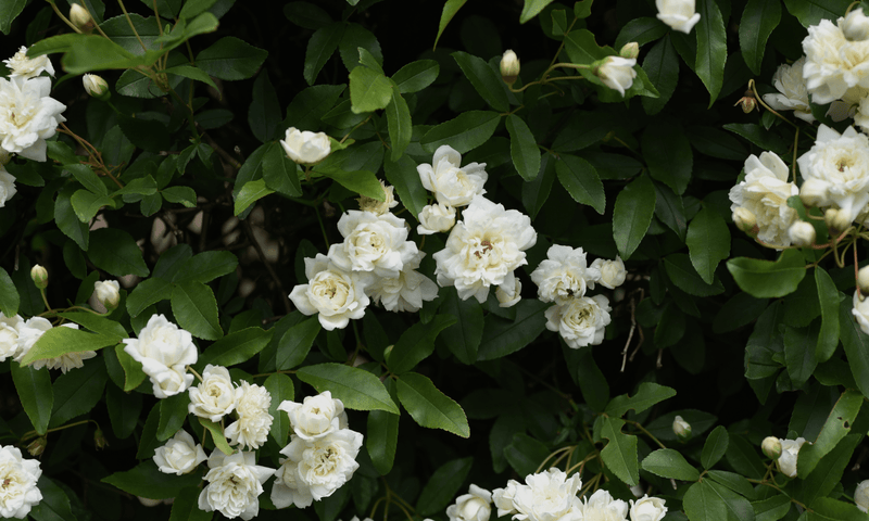 Rose 'Banksia Alba' (Rosa Banksiae)