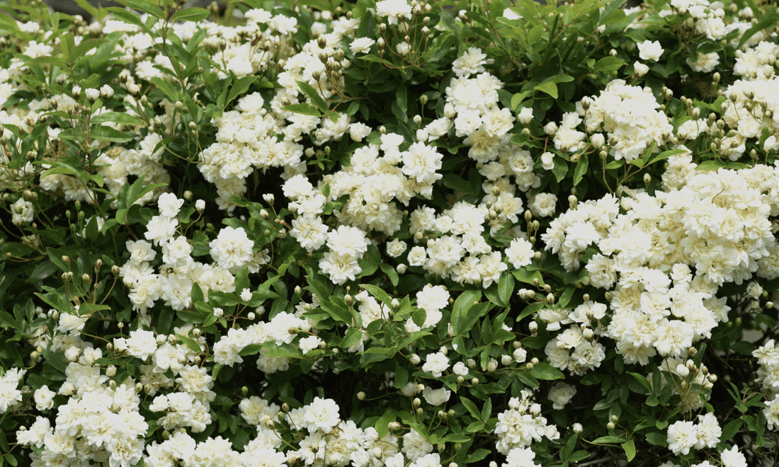 Rose White 'Banksia Alba' (Rosa Banksiae) - Ladybird Nursery