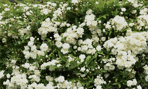 Rose White 'Banksia Alba' (Rosa Banksiae) - Ladybird Nursery