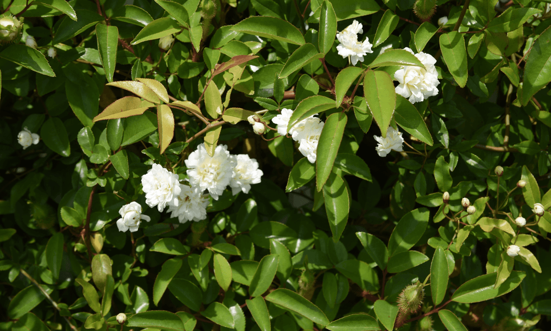 Rose White 'Banksia Alba' (Rosa Banksiae) - Ladybird Nursery