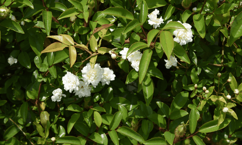 Rose White 'Banksia Alba' (Rosa Banksiae) - Ladybird Nursery
