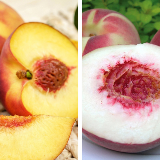 2-Way Peach 'ANZAC + Red Haven'