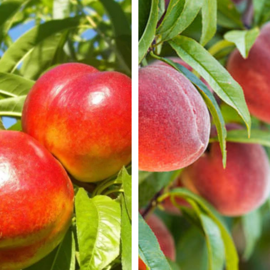 2-Way Nectarine x Peach 'Goldmine + Nectared'