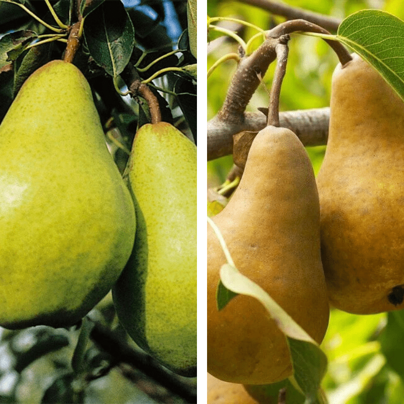 2 - Way Pear 'Williams + Beurre Bosc' - Ladybird Nursery
