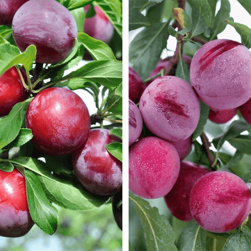 2 - Way Plum 'Satsuma + Santa Rosa' - Ladybird Nursery