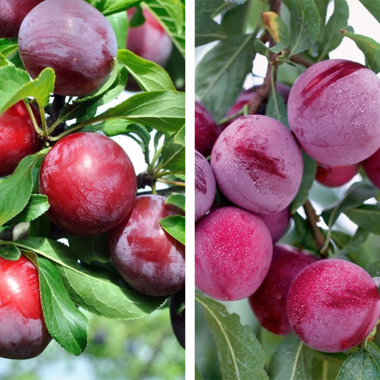 2-Way Plum 'Satsuma + Santa Rosa'