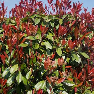 Red Tip Photinia fraserii Camilvy (Photinia x)