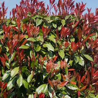 Red Tip Photinia fraserii Camilvy (Photinia x) - Ladybird Nursery