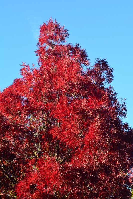 Claret Ash raywood (Fraxinus angustifolia)