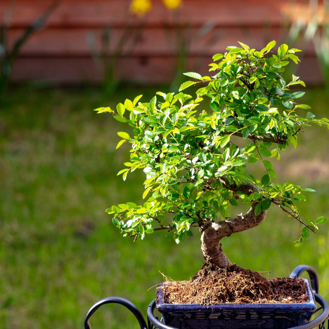 Chinese Elm Bonsai Starter (Ulmus parvifolia) - Ladybird Nursery