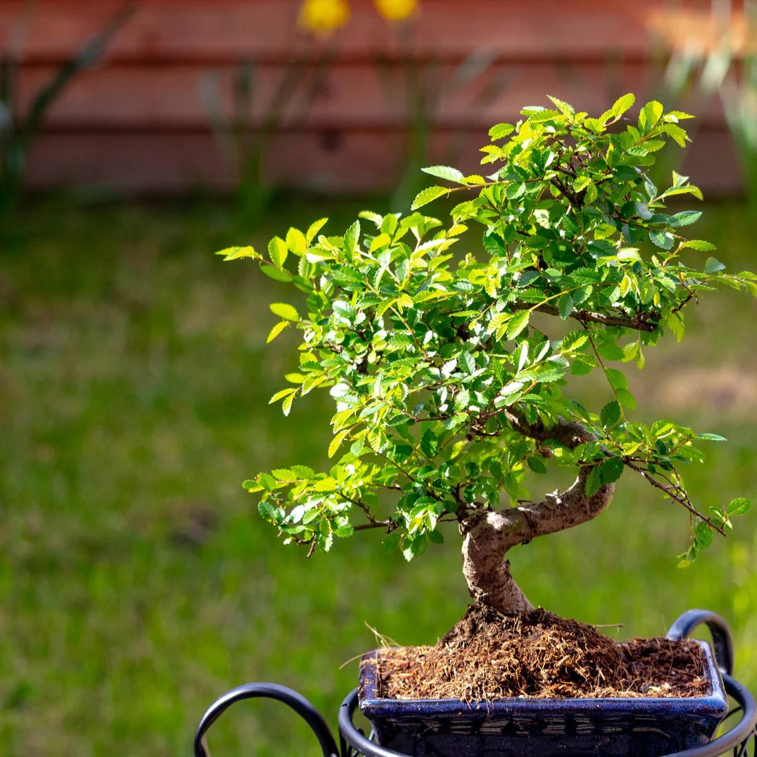 Chinese Elm Bonsai in Ceramic Pot (Bonsai Range) - Ladybird Nursery