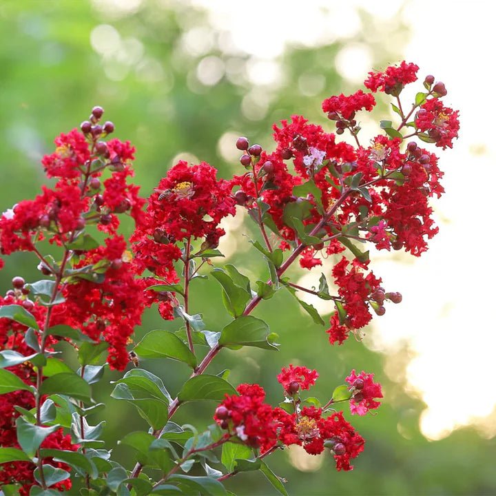 Crepe Myrtle Scarlet Retreat (Lagerstroemia) - Ladybird Nursery
