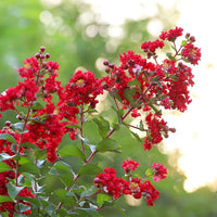 Crepe Myrtle Scarlet Retreat (Lagerstroemia)