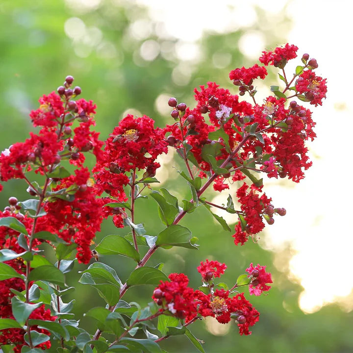 Crepe Myrtle Scarlet Retreat (Lagerstroemia)