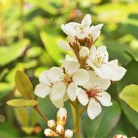 Rhaphiolepis indica Minikins