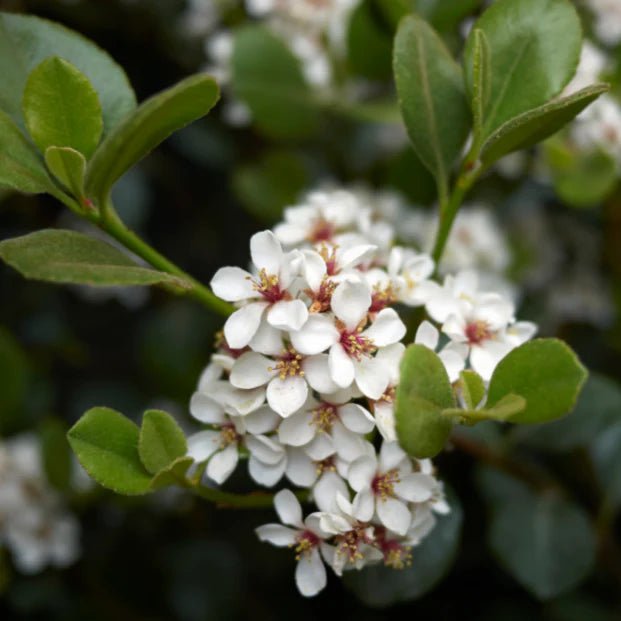 Rhaphiolepis indica Maximus - Ladybird Nursery