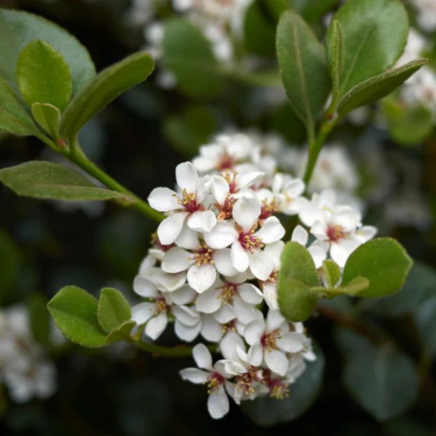 Rhaphiolepis indica Maximus