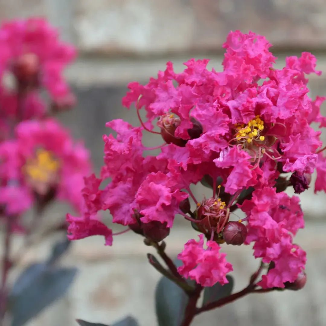 Crepe Myrtle Dwarf Little Audrey (Lagerstroemia indica) - Ladybird Nursery