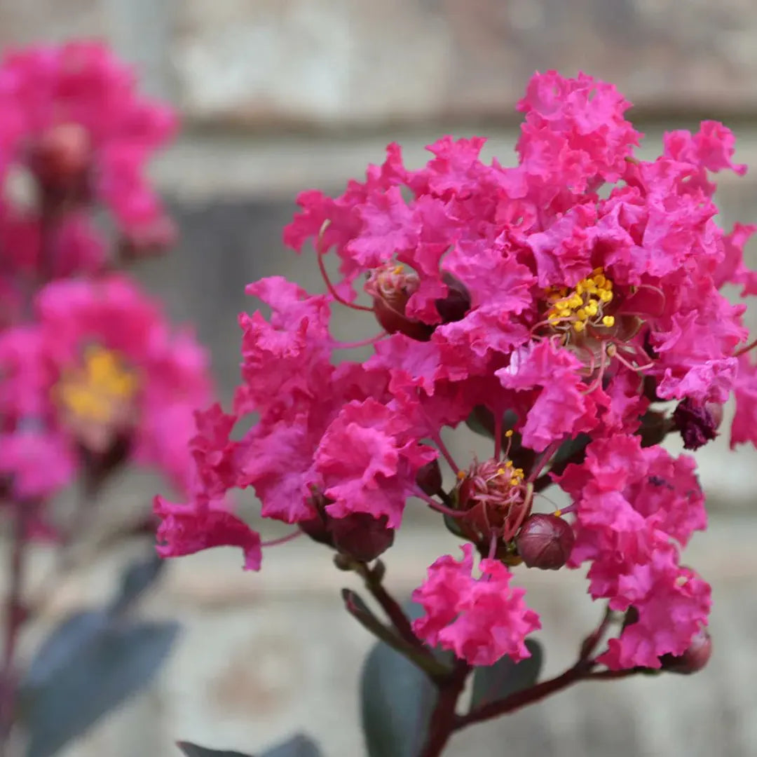 Crepe Myrtle Dwarf Little Audrey (Lagerstroemia indica)