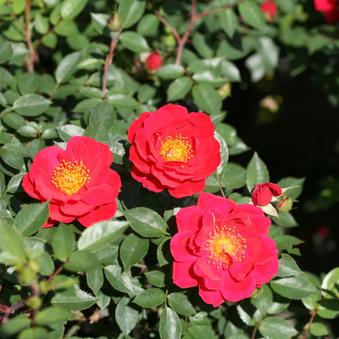 Rose Warrior (Rosa) - Ladybird Nursery