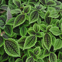 Pilea Moon Valley (Pilea mollis)