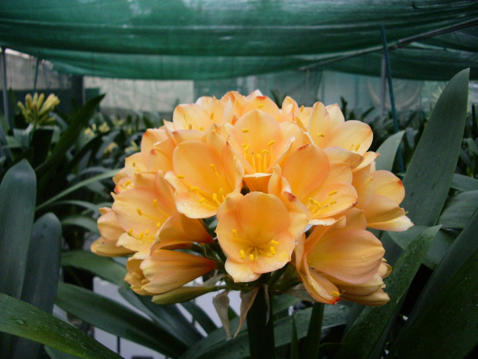 Clivia European Peach - Ladybird Nursery