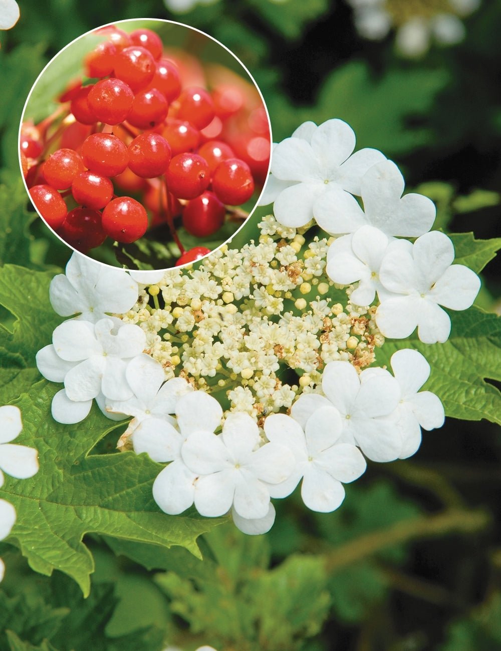 Snowball Viburnum Notcutts (Viburnum opulus) - Ladybird Nursery
