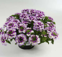 Verbena Vanessa Vicolor (Verbena)