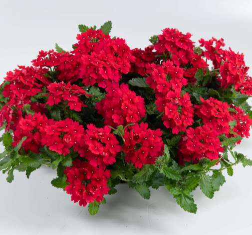 Verbena Vanessa Top Red (Verbena)