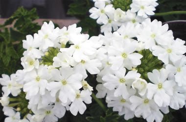 Verbena Almira White (Verbena) - Ladybird Nursery