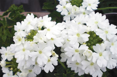 Verbena Almira White (Verbena)