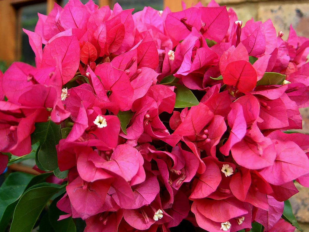Bougainvillea Vera Blakeman (Bougainvillea glabra) - Ladybird Nursery