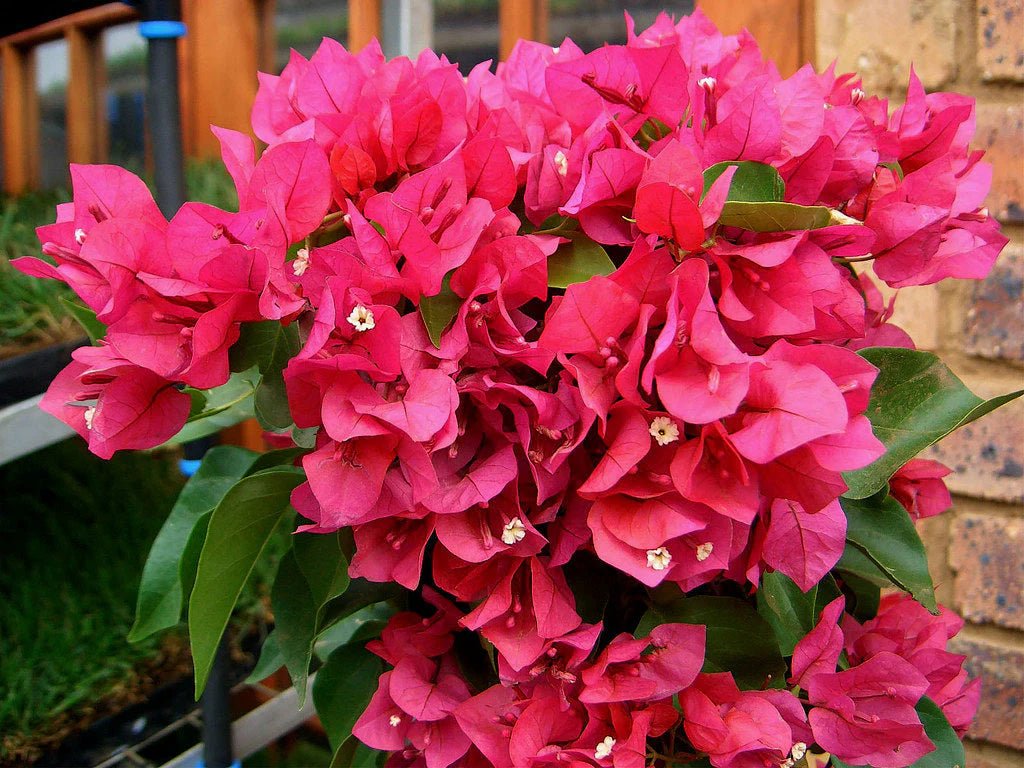 Bougainvillea Vera Blakeman (Bougainvillea glabra) - Ladybird Nursery