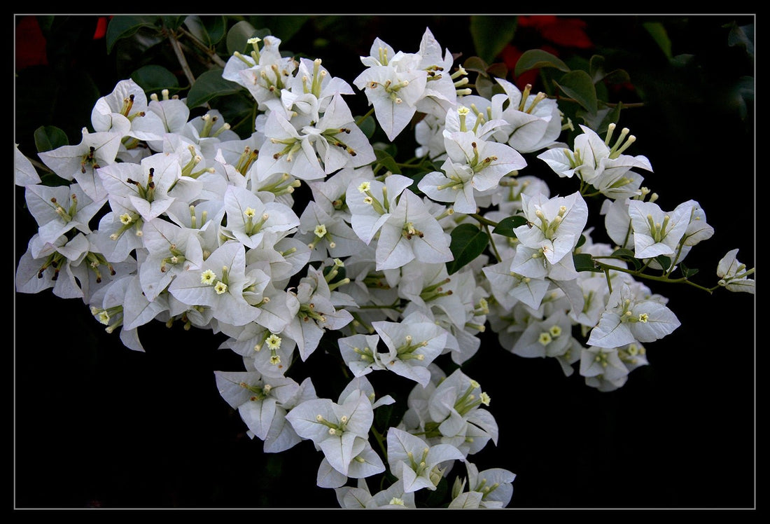 Bougainvillea Vera White (Bougainvillea glabra) - Ladybird Nursery