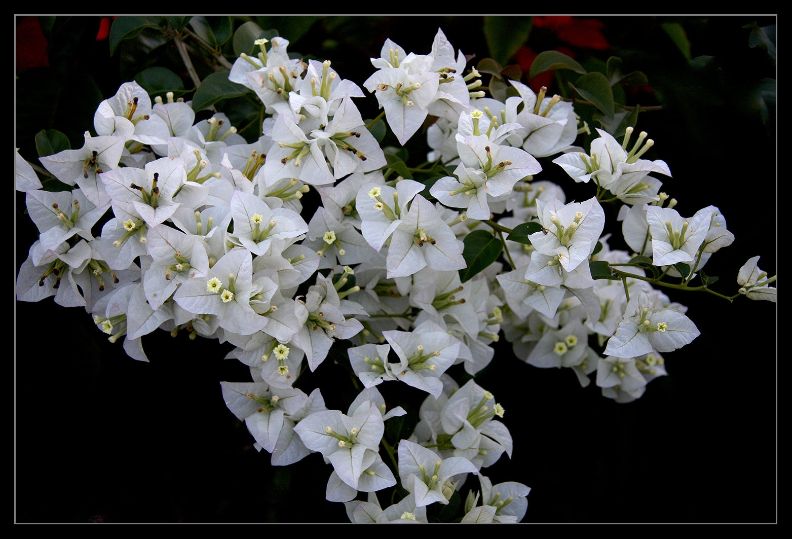 Bougainvillea Vera White (Bougainvillea glabra)