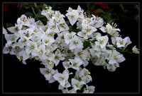 Bougainvillea Vera White (Bougainvillea glabra)