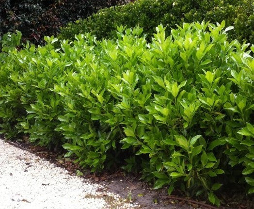 Viburnum odoratissimum Sweet Viburnum