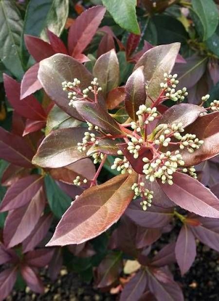 Sweet Viburnum Coppertop (Viburnum odoratissimum) - Ladybird Nursery