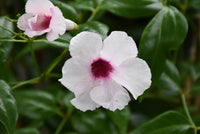 Bower Vine Pink (Pandorea jasminoides)