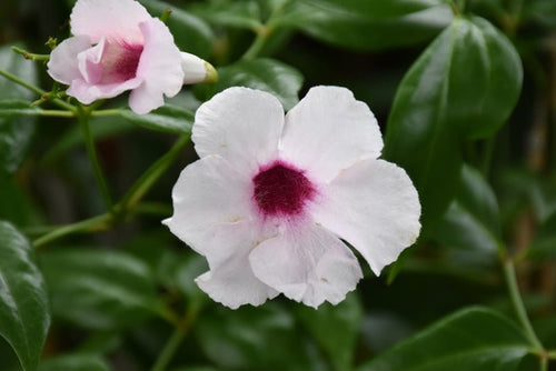 Bower Vine Pink (Pandorea jasminoides) - Ladybird Nursery