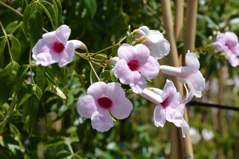 Bower Vine Pink (Pandorea jasminoides) - Ladybird Nursery