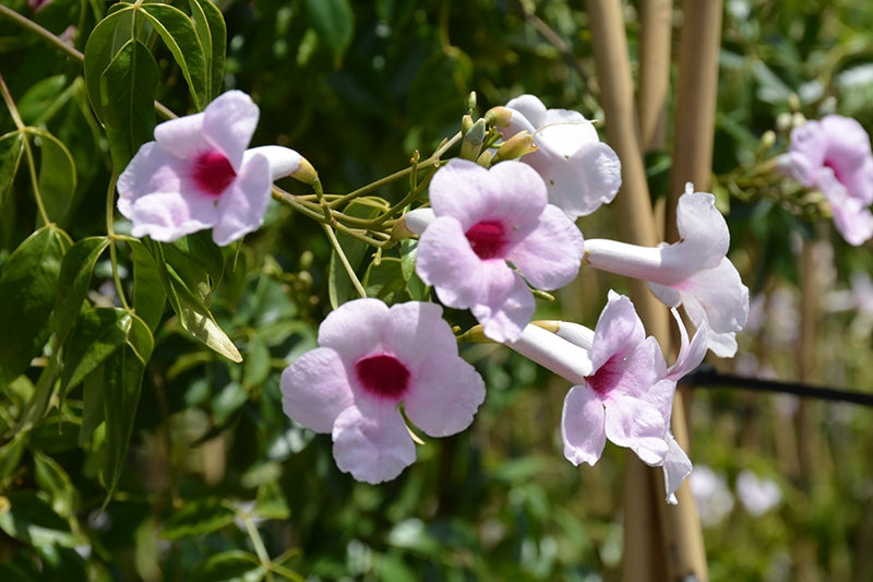 Bower Vine Pink (Pandorea jasminoides)