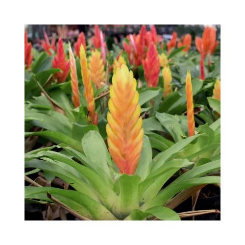 Bromeliad (Vriesea Assorted)