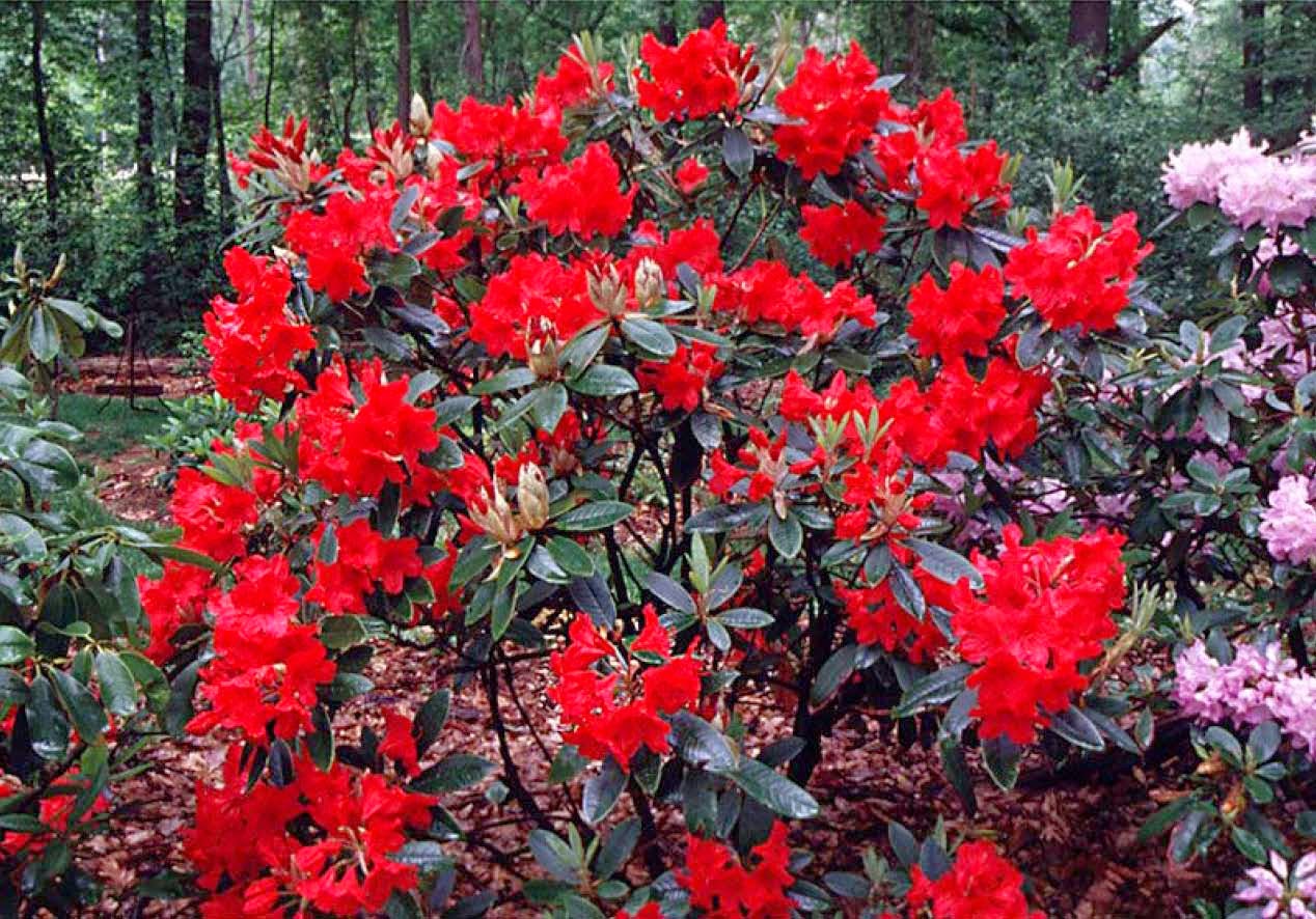 Rhododendron Vulcan Flame