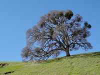 Valley Oak (Quercus lobata) - Ladybird Nursery