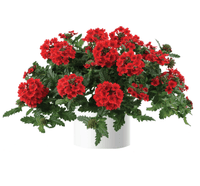 Verbena Vanessa Top Red (Verbena) - Ladybird Nursery